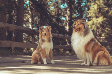 2 rough Collies stehen auf einem Waldweg mit Zaun im Hintergrund und blauem Himmel Var. 4