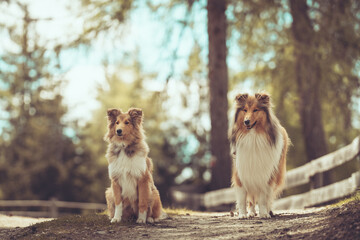 2 rough Collies stehen auf einem Waldweg mit Zaun im Hintergrund und blauem Himmel Var. 2