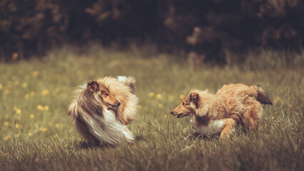 2 rough Collie sable laufen zusammen auf einer Sommerwiese mit Blumen Var. 2