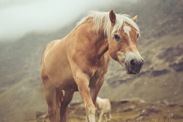Haflinger Pferd auf einer Bergwiese in Südtiriol, Texelgruppe, Alpen im Frühjahr Var. 2