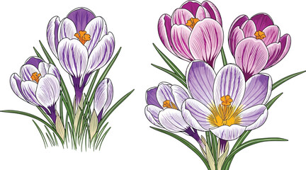 Vibrant spring crocus blooms bring natural beauty to any project