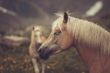 2 Haflinger Pferde mit Fohlen auf einer Bergwiese in Südtiriol, Texelgruppe, Alpen im Frühjahr