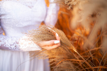 Close-up of a woman’s hand in autumn  lace sleeve gently holding golden dry wheat spikes in...
