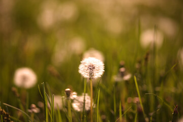 Macro photo of a dandelion growing in green grass, glowing in warm sunlight. Symbol of childhood, freedom, and simplicity.
