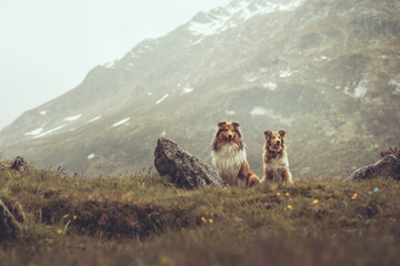 2 rough Collies sable stehen und sitzen in den Bergen von Südtirol Texelgruppe Var. 5