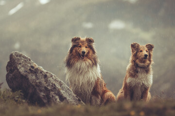 2 rough Collies sable stehen und sitzen in den Bergen von Südtirol Texelgruppe Var. 4