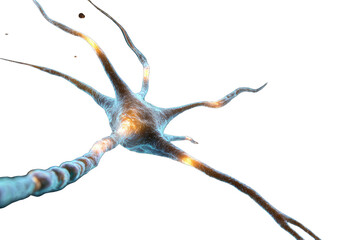 Fototapeta premium Detailed view of a neuron. Complex nerve cell structure