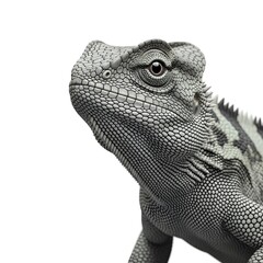 Obraz premium Close up of a grey chameleon against a white background