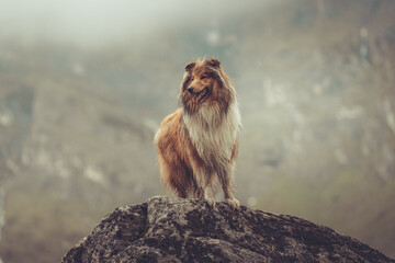 Rough Collie sable Hund steht auf einem Felsen in den Bergen in Südtirol Texelgruppe Var. 4