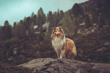 Rough Collie sable Hund steht auf einem Felsen in den Bergen in Südtirol Texelgruppe Var. 8