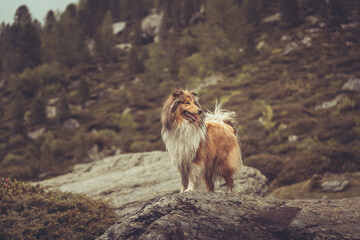 Rough Collie sable Hund steht auf einem Felsen in den Bergen in Südtirol Texelgruppe Var. 1