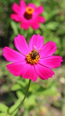 Obraz premium Vibrant pink cosmos flower with bee