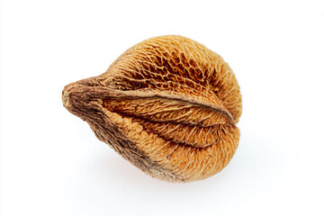 a nut shell with a single nut in the middle