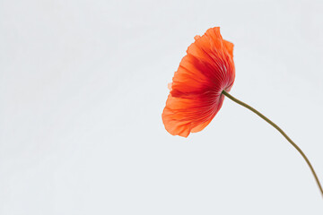 a single red flower in a vase on a table
