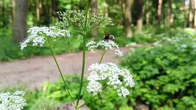 Bumblebee on wild chervil flowers in a lush green forest setting