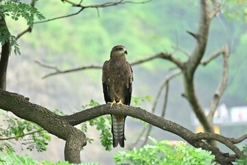 Eagle Resting on Tree Branch beautiful Scene