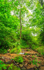 Picture of the Aguzou stream in the mountains of southern France with small waterfalls, rocks, forest and green vegetation. Very close to the small village of Escouloubre in the Pyrenees Mountains

