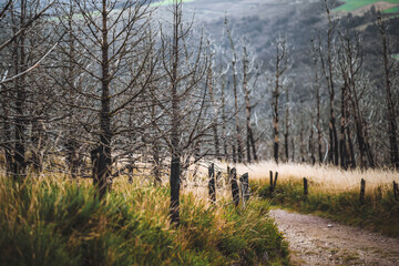 Burnt forest plantation with rows of charred trees standing bare against a mountain backdrop, dry...