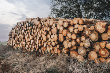 Large stack of freshly cut tree logs piled outdoors on dry grass with visible wood texture, annual...
