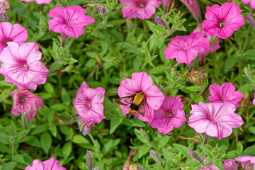 Hummingbird moth on a flower