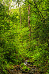 Obraz premium Picture of the Aguzou stream in the mountains of southern France with small waterfalls, rocks, forest and green vegetation. Very close to the small village of Escouloubre in the Pyrenees Mountains 
