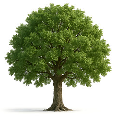 Obraz premium A lush green oak tree isolated on white background isolated on transparent background