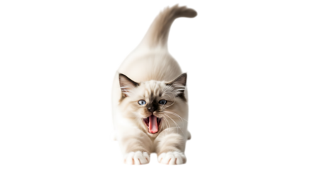Adorable fluffy kitten stretching its paws widely showing its mouth open in a yawn isolated on a black background