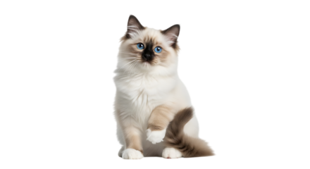 Beautiful Birman Cat with striking blue eyes sitting elegantly with its paw raised gently isolated on a transparent background for versatile design use