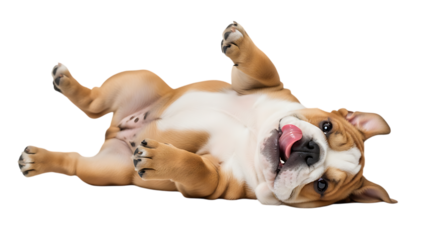 Adorable happy English bulldog puppy rolling playfully on its back with tongue sticking out isolated on a transparent background evoking joy and fun