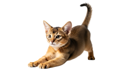 Adorable Abyssinian kitten with striking amber eyes stretching playfully isolated on a transparent background capturing pure feline joy and energetic youth