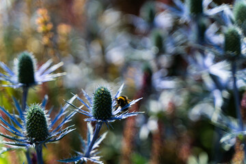 Bumblebee on Blue Thistle in Summer Garden