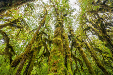 Olympic National Park Hall of Mosses
