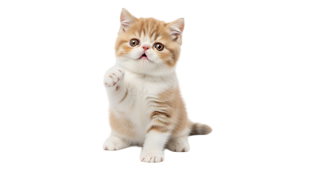Adorable fluffy exotic shorthair kitten raising paw as if greeting or asking for something cute and playful isolated on black background