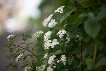 beautiful flower in the outdoor