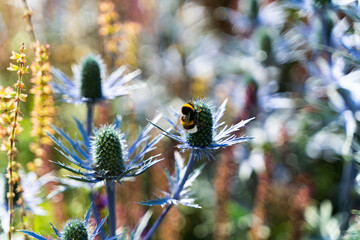 Bumblebee on purple Thistle in flower Garden in a sunny summer day