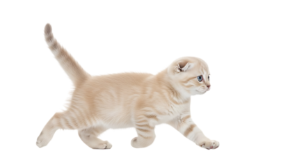 Adorable fluffy light brown Scottish Fold kitten with blue eyes walking gracefully isolated on transparent background capturing a moment of playful curiosity and gentle movement