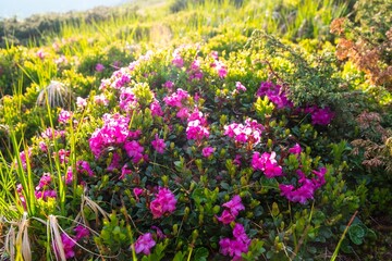 beautiful flower in the outdoor