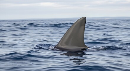 Fototapeta premium A sharks dorsal fin breaks the surface of the deep blue ocean, symbolizing the power and majesty of this apex predator