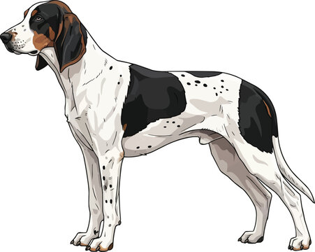 Ariegeois dog standing side profile view vector illustration 