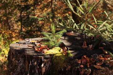 Obraz premium Schöner Herbsttag in den Wäldern von Mittenwald in den Bayerischen Alpen 