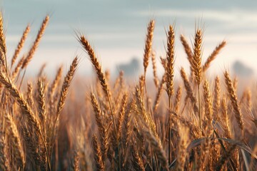 Obraz premium Gilded Horizon