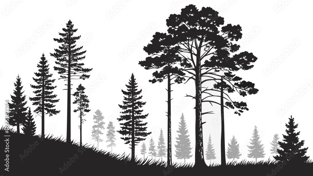 Poster silhouette of coniferous trees and grass in a forest landscape with a white background scenery view 