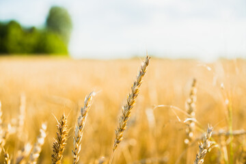 Fototapeta premium Ripe golden wheat spikelets on the field in beautiful sunset lights. Selective focus. Shallow depth of field.