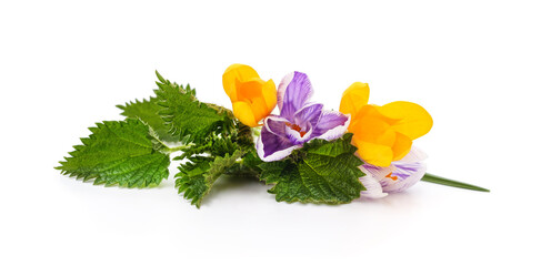Crocus flowers with nettle leaves.