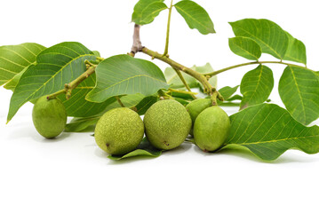 Green walnuts with leaves.