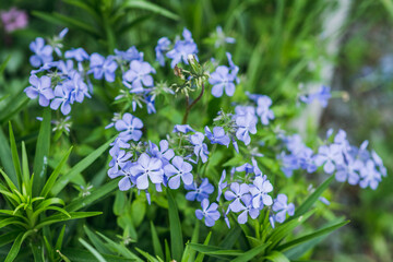 Blooming purple 