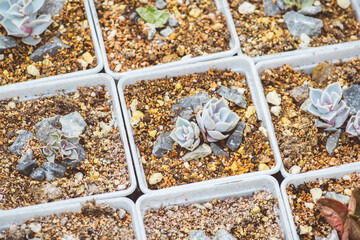 Succulent plants in white plastic pots. Selective focus.