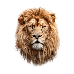 Fototapeta premium Majestic lion's head with flowing mane against a black background. Close-up portrait