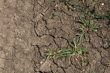 Global warming, Drought in the summer. Dark soil texture closeup