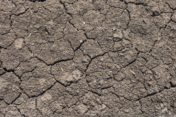 Global warming, Drought in the summer. Dark soil texture closeup